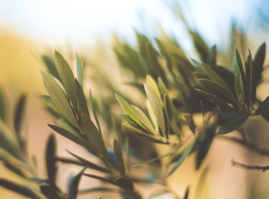 Liście oliwne – naturalny sposób na wzmocnienie odporności