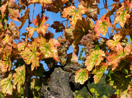 Czerwone liście winorośli – nieoceniony dar natury