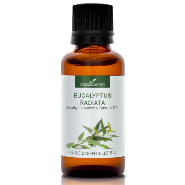 Eukaliptus promienisty - naturalny olejek eteryczny 30 ml