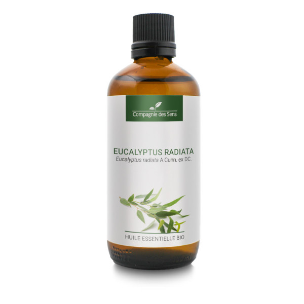 Eukaliptus promienisty - naturalny olejek eteryczny 100 ml, OL115