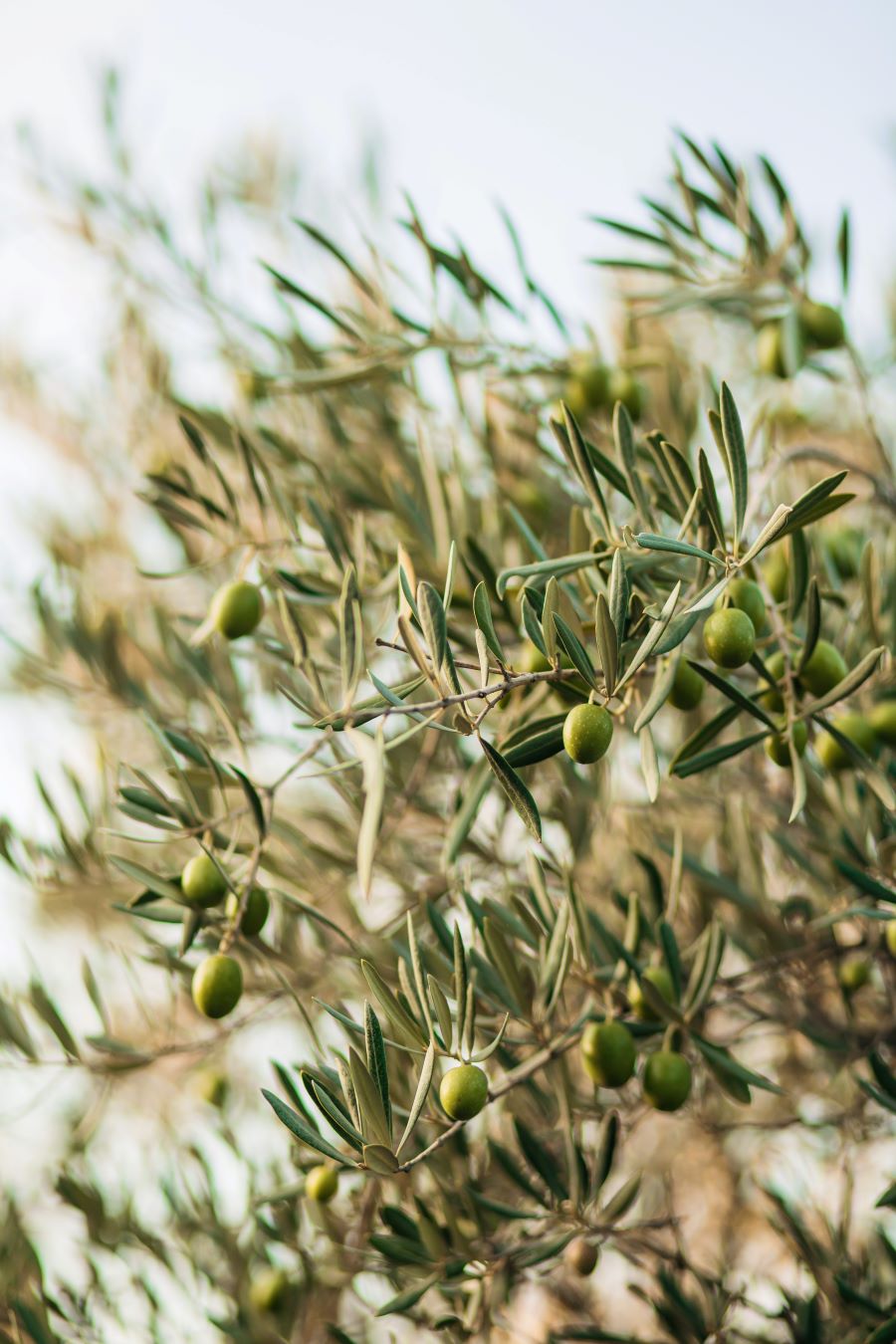 Co takiego ma w sobie liść oliwny?