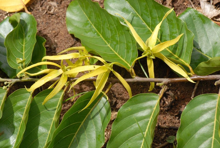 Ylang Ylang – co to za roślina?