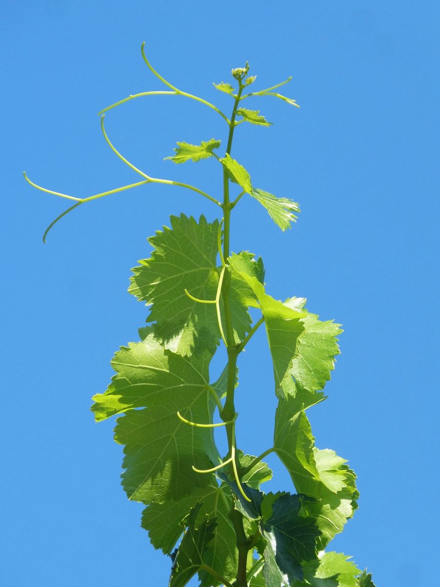 Właściwości lecznicze liści winorośli